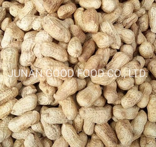 Chinese Products Shelled New Crop Delicious Roasted Peanuts