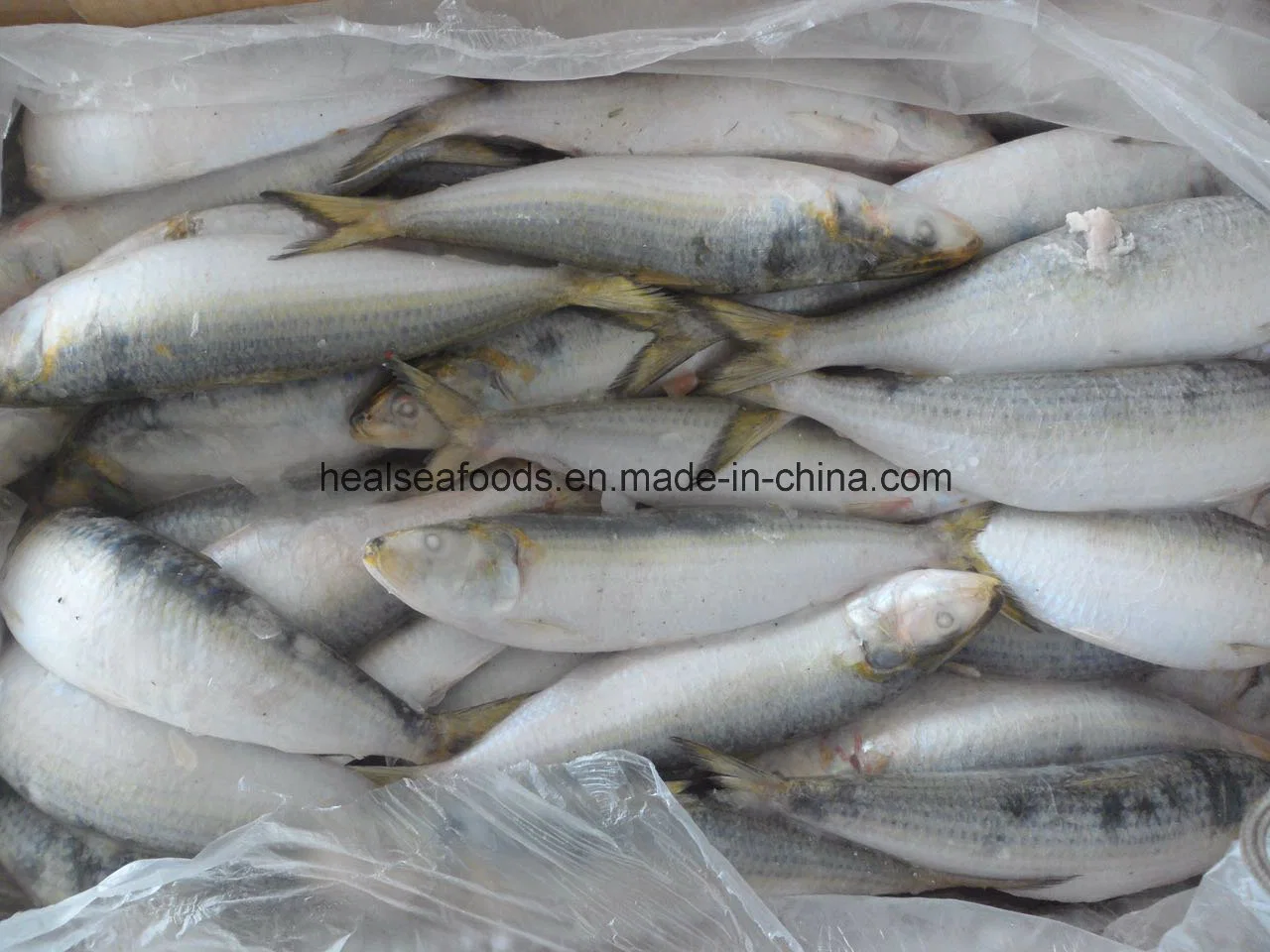 Chinese Frozen Sardine Price