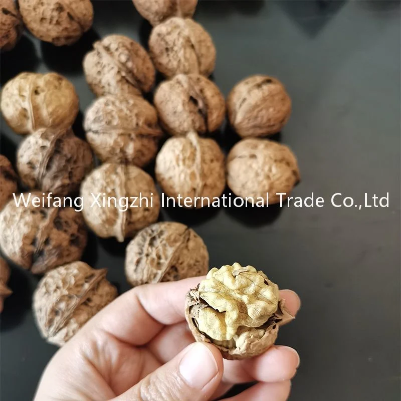 Bulk Packing Raw Walnut in Shell Xinjiang 185 Walnut