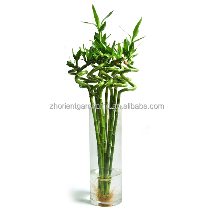 China Spiral Lucky Bamboo Factory Bambus Lucky Plant Großhandel