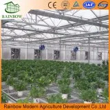 Venlo Agriculture PC Sheet Salad Hydroponics Greenhouse