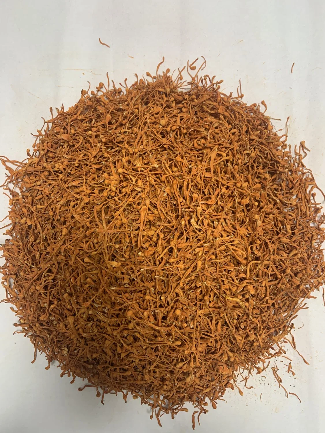 Premium Grade to Provide Spore Head Freeze-Dried Cordyceps Sinensis