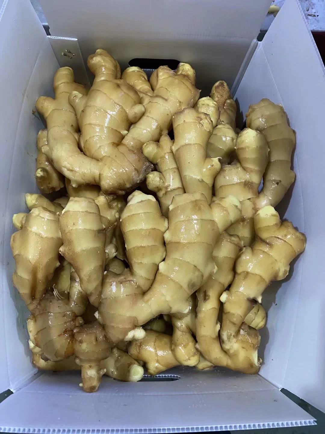 Hot Sales Chinese Ginger for European Market