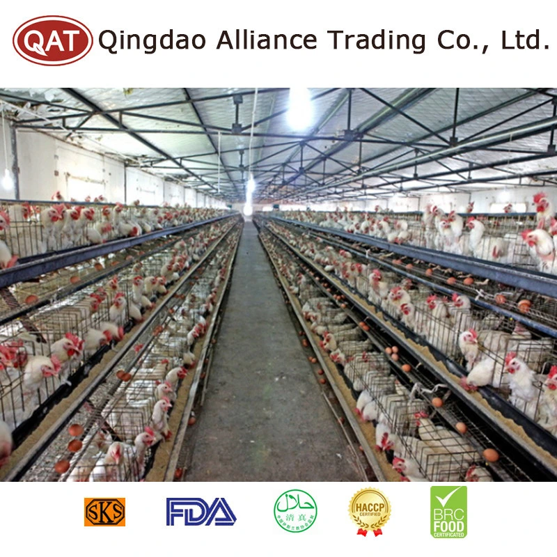 High quality/High cost performance  China Frozen Halal Whole Chicken by Hand Slaughter Poultry Factory