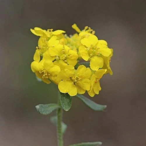 Sementes de Alyssum Montanum sementes de ouro de montanha Alyssum dourado