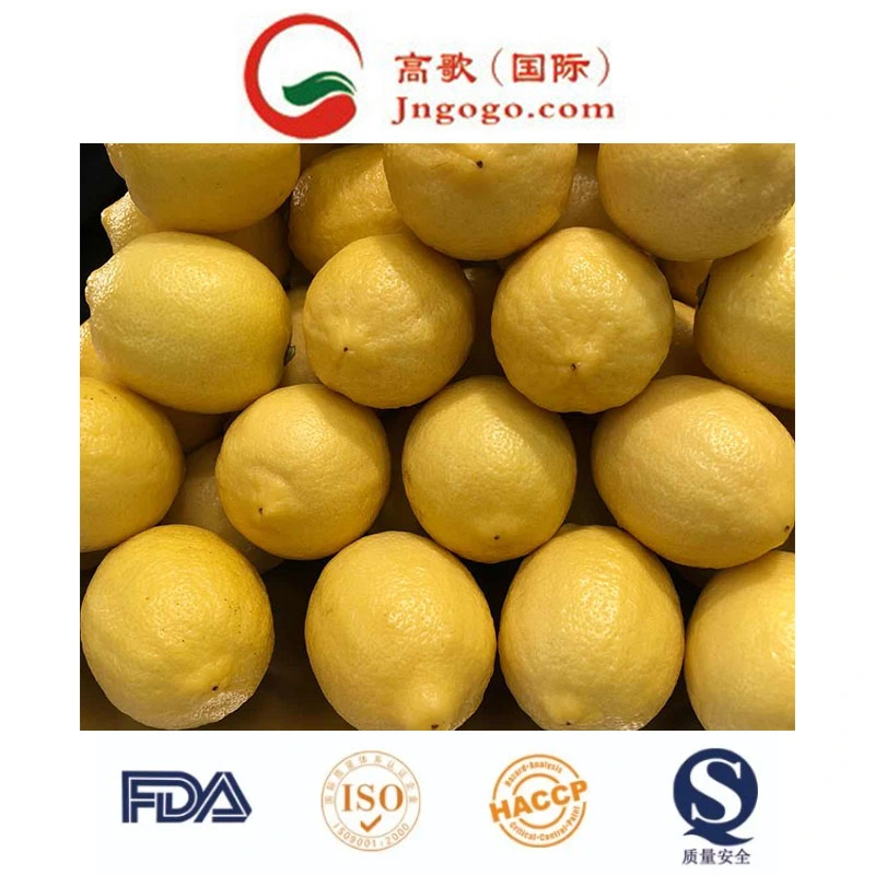 China New Crop Hot Sell Fresh Lemon Eureka Lemon