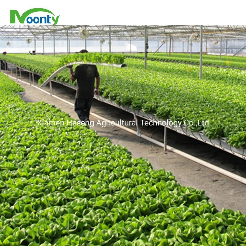 Commercial Hot Sale Hydroponic Channel System in Greenhouse and Farm Nft Hydroponics System with Hydroponics Equipment for Lettuce/Celery/Greens Cultivation