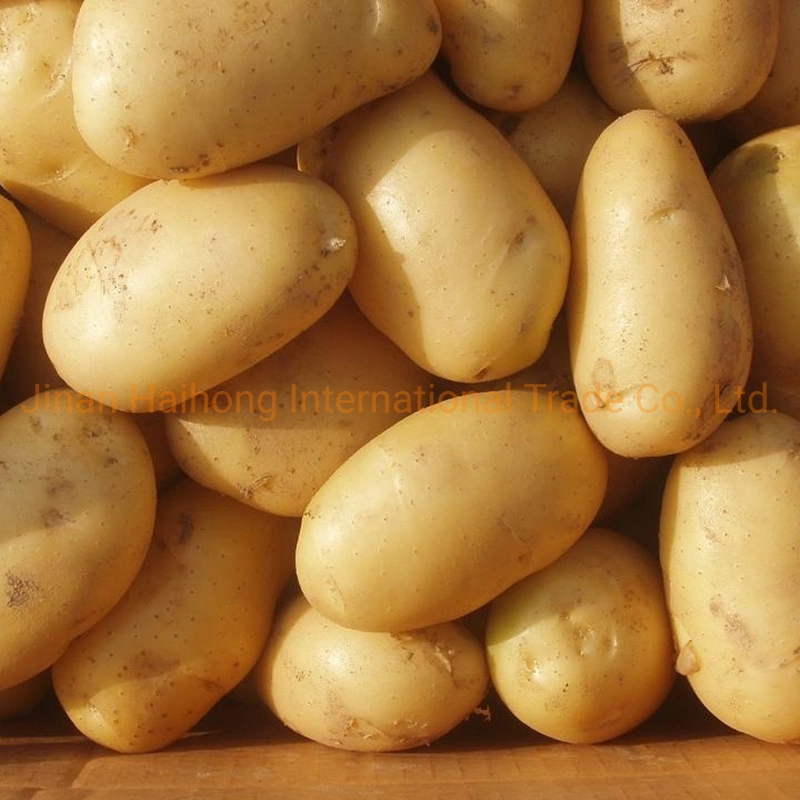 Good Quality Fresh Holland Potato