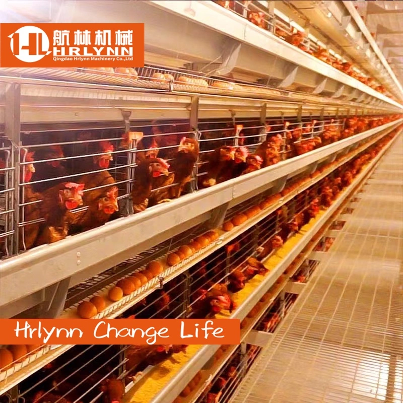 Africa Cheap Price H Type Automatic Battery Broiler Chicken Cage