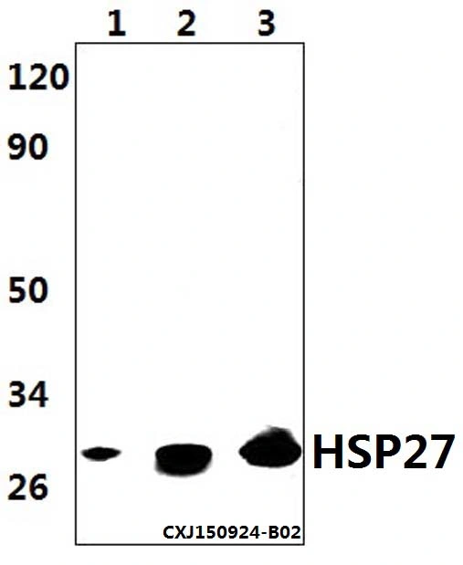 CE, ISO9001 Approved Hsp27 Polyclonal Antibody