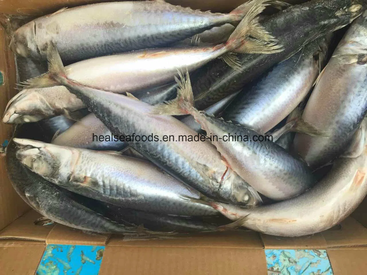 High Fat Content Fish Mackerel