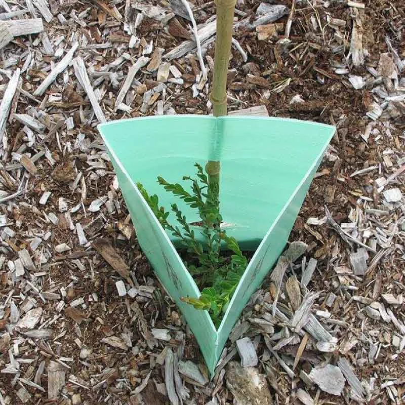 Planting Corflute Plastic/PP Wrap to Protect Small Fruit Tree