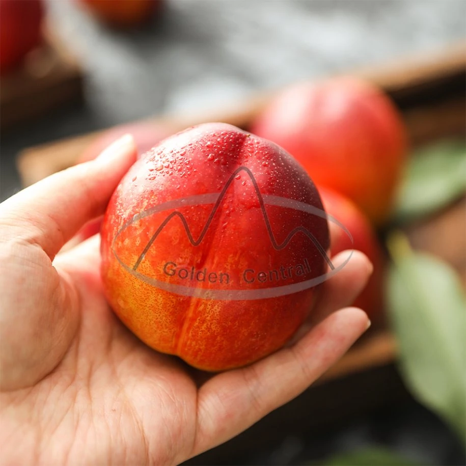 2023 New Crop Fresh Nectarine Peach Export for World