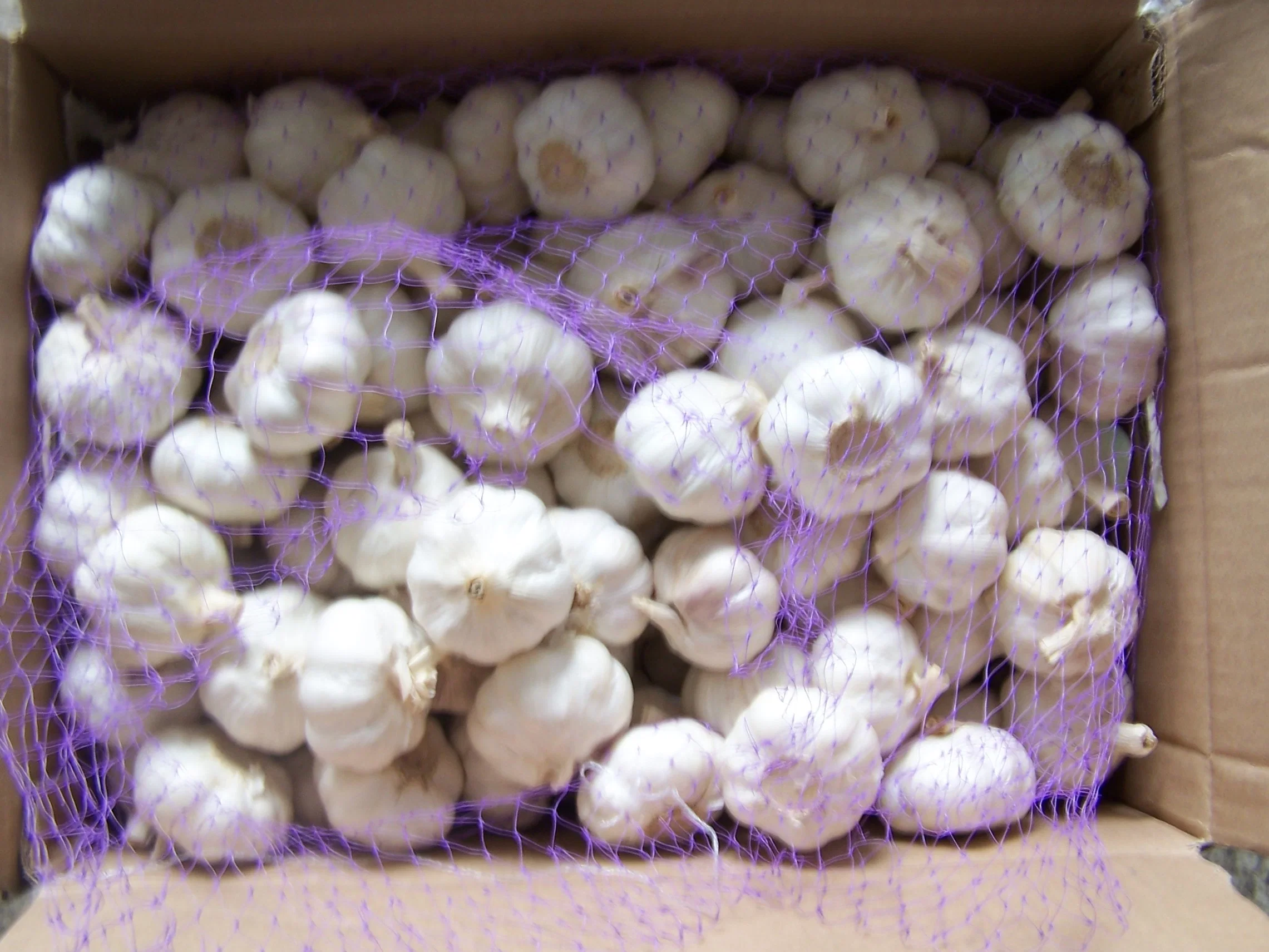 China New Crop Fresh Normal Garlic