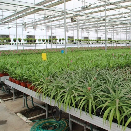 Factory Wholesale Greenhouse Movable Seeding Beds for Flowers/Young Plants