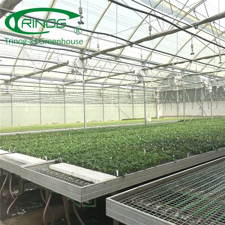 High quality/High cost performance Plastic Film Multi-span Greenhouse for Cultivation