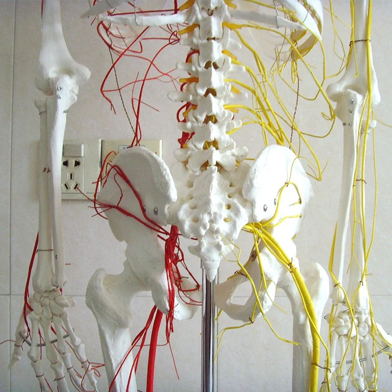 Super Economy Anatomical Human Demonstration Skeleton Nerves and Blood Vessels PVC Model of Natural Size