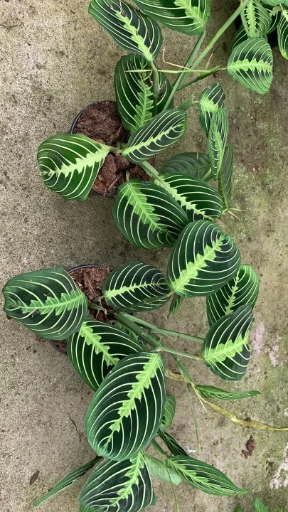 Real Plants Maranta White