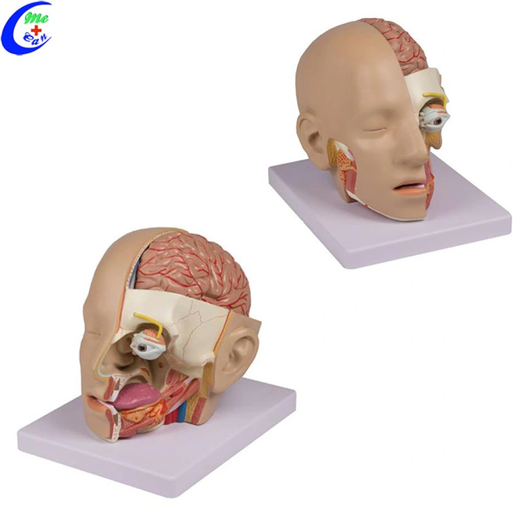 Teaching Human Plastic Brain 3D Medical Model Medical Training Anatomy Model