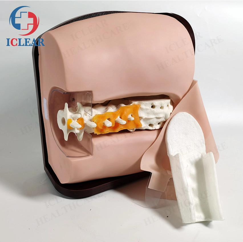 Medical Model Epidural Anesthesia Lumbar Puncture Training Simulator