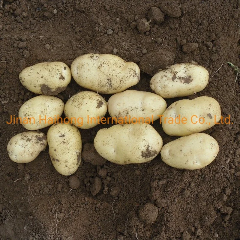 2019 New Crop Fresh Potato Which Is Ready for EU Market