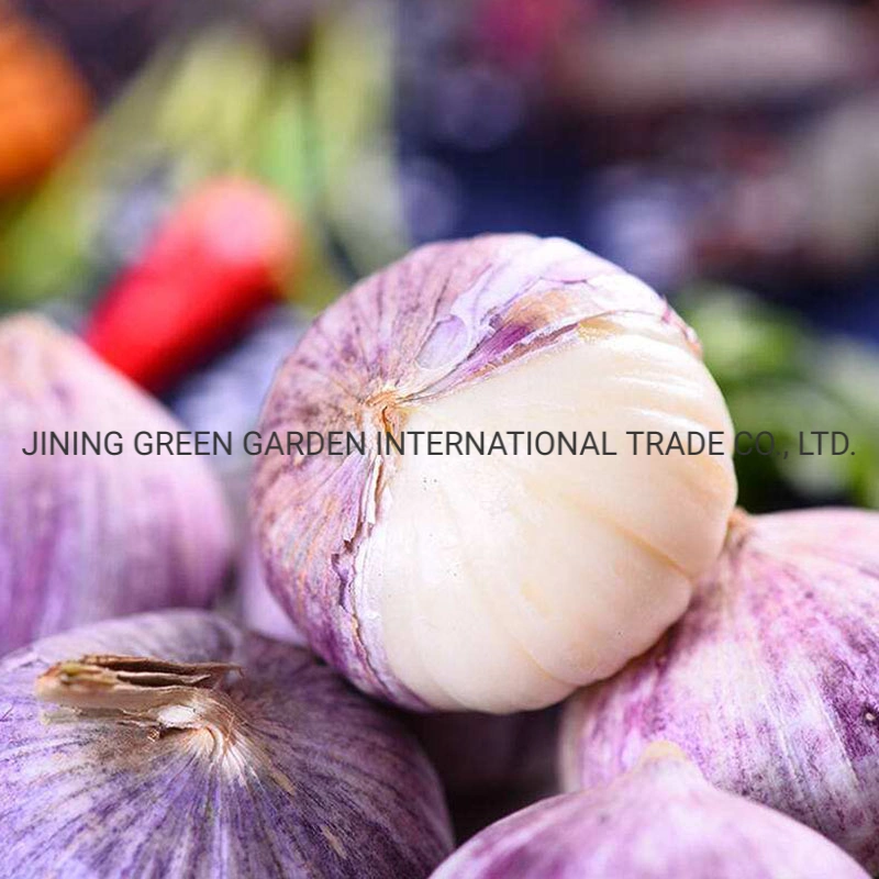 One Whole Bulb Fresh Garlic New Crop Yunnan China Good Tastes Stronger Flavour Health Nature Farm Product