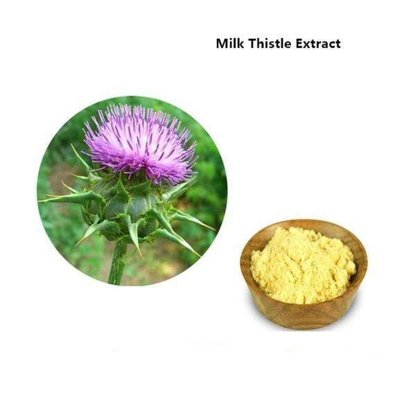 Health Care Milk Thistle Seed Extract Silymarin 80%, Silybin and Isosilybin 30% Powder