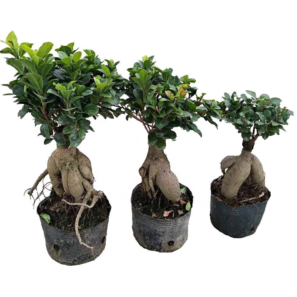 Best Wholesale/Supplier China Ficus Bonsai Plant Natural Ginseng Farm for Garden