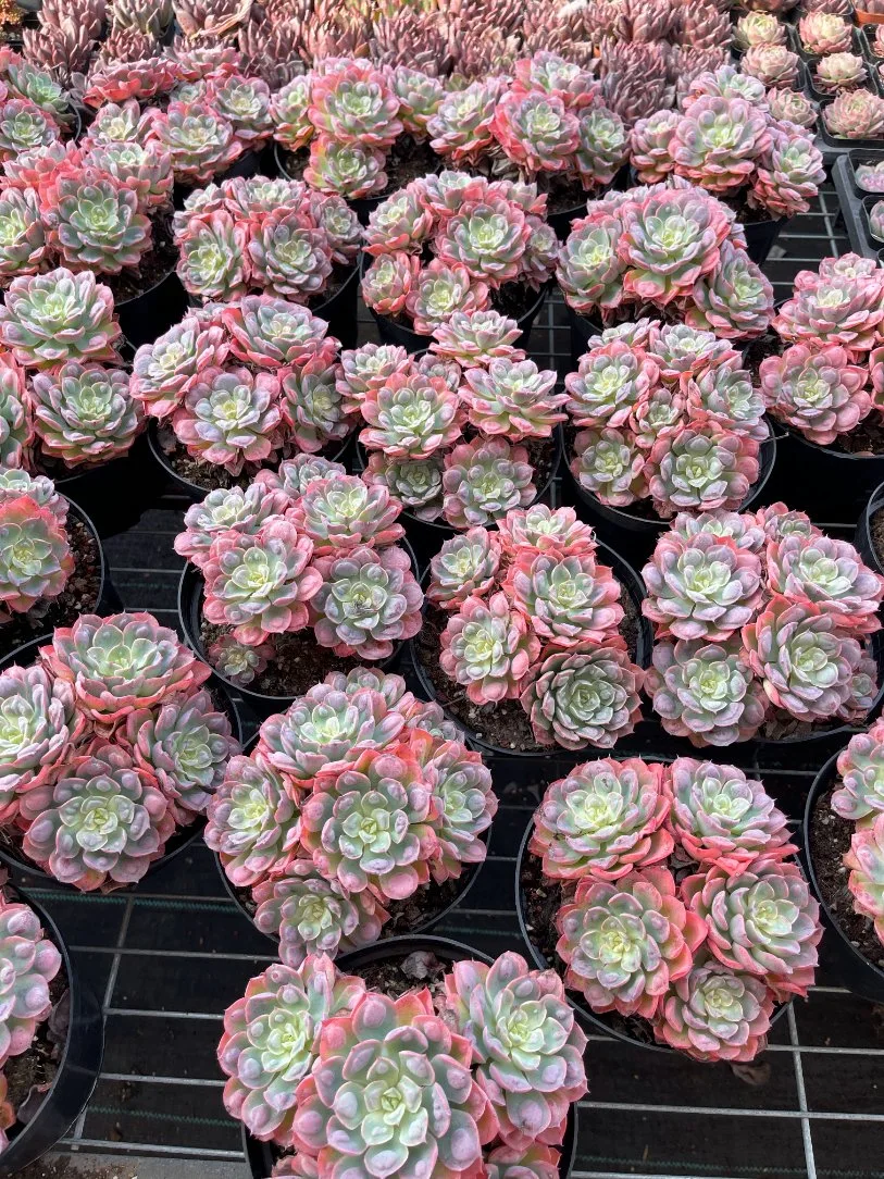 Hot Sale Variegated Red Echeveria &prime; Forever&prime; Natural Live Plants Succulents