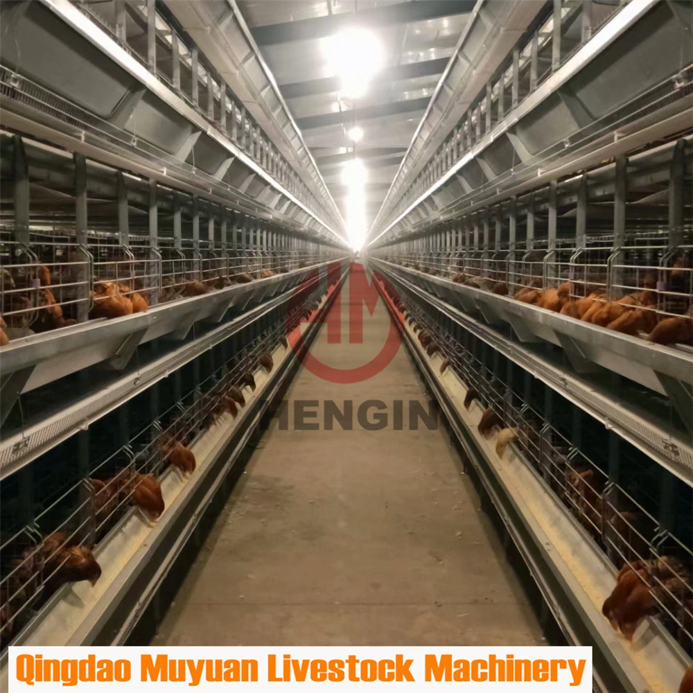 H Type Poultry Farm Livestock Machinery for Chicken Cage System