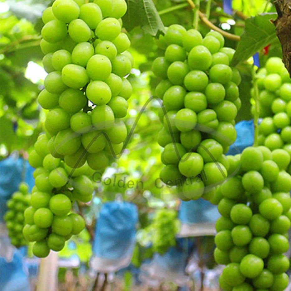 Venta en caliente uvas deliciosas Vine Mascate uvas verdes con bajo Precio