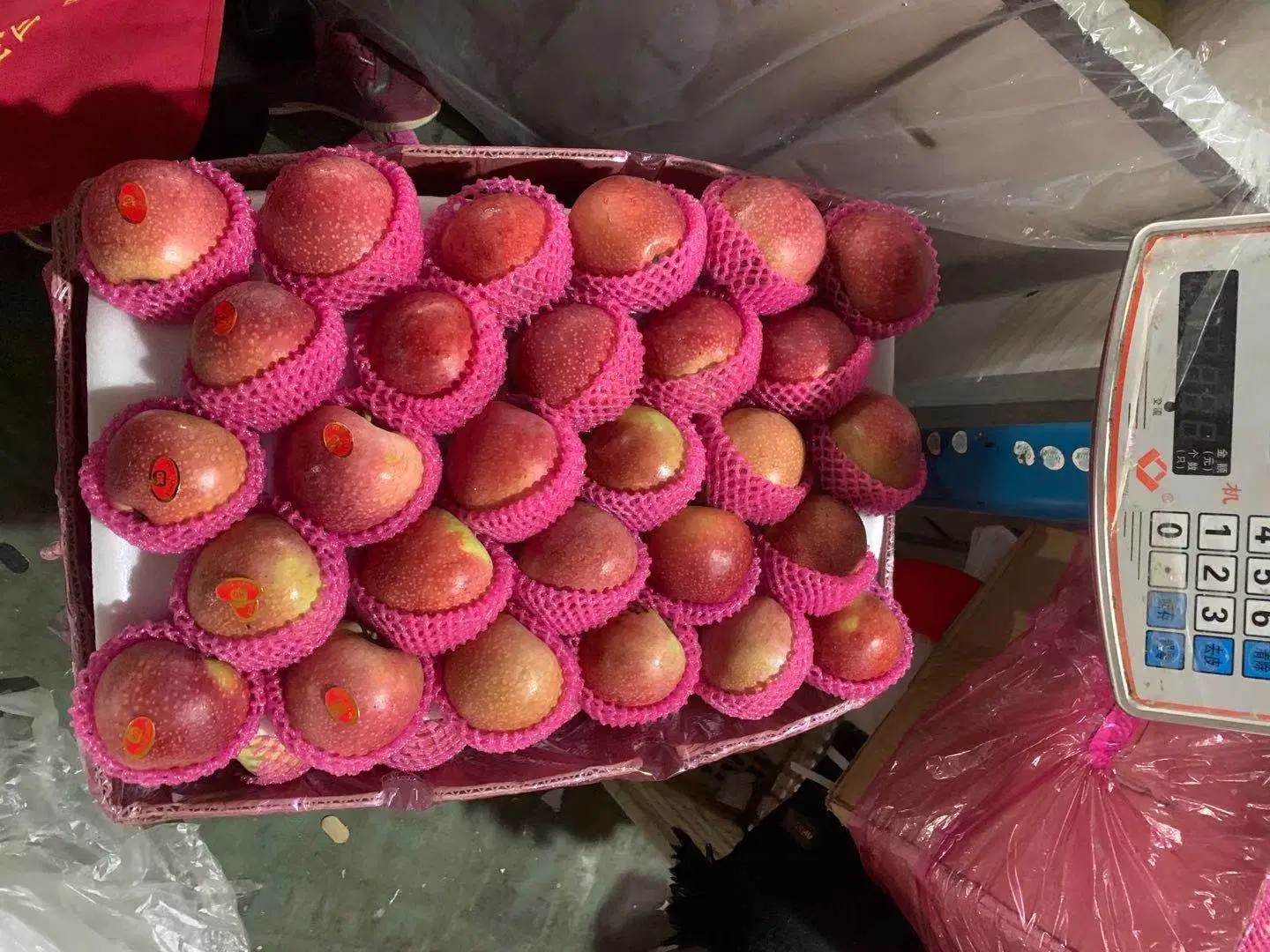 Chinese Fresh Qinguan Red Apple