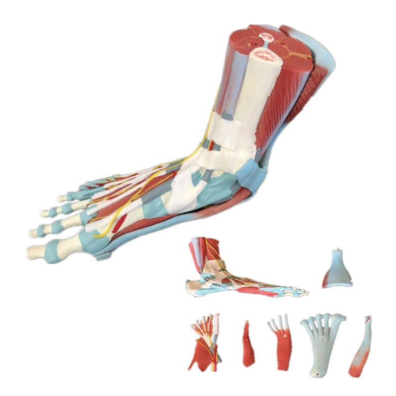 Tamaño de vida músculo humano pie Modelo 7 Partes Anatomía Modelo