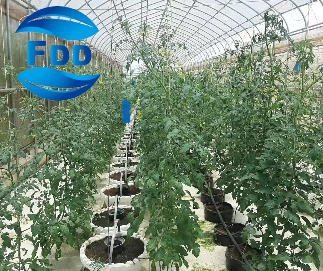 FDD High Strength Commercial Agricultural Single/Muti-Soan Greenhouse Tomato Plastic Film for Sale