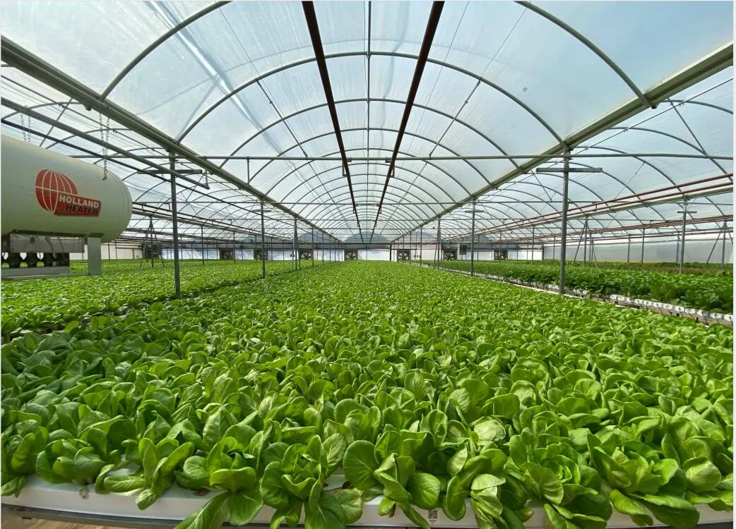 Greenhouse Hydroponic Nft Growing System Plastic Grow Pipe