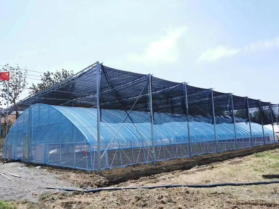 Blue Greenhouse Film Wholesale/Supplier - Greenhouse Plastic Sheet Manufacturer