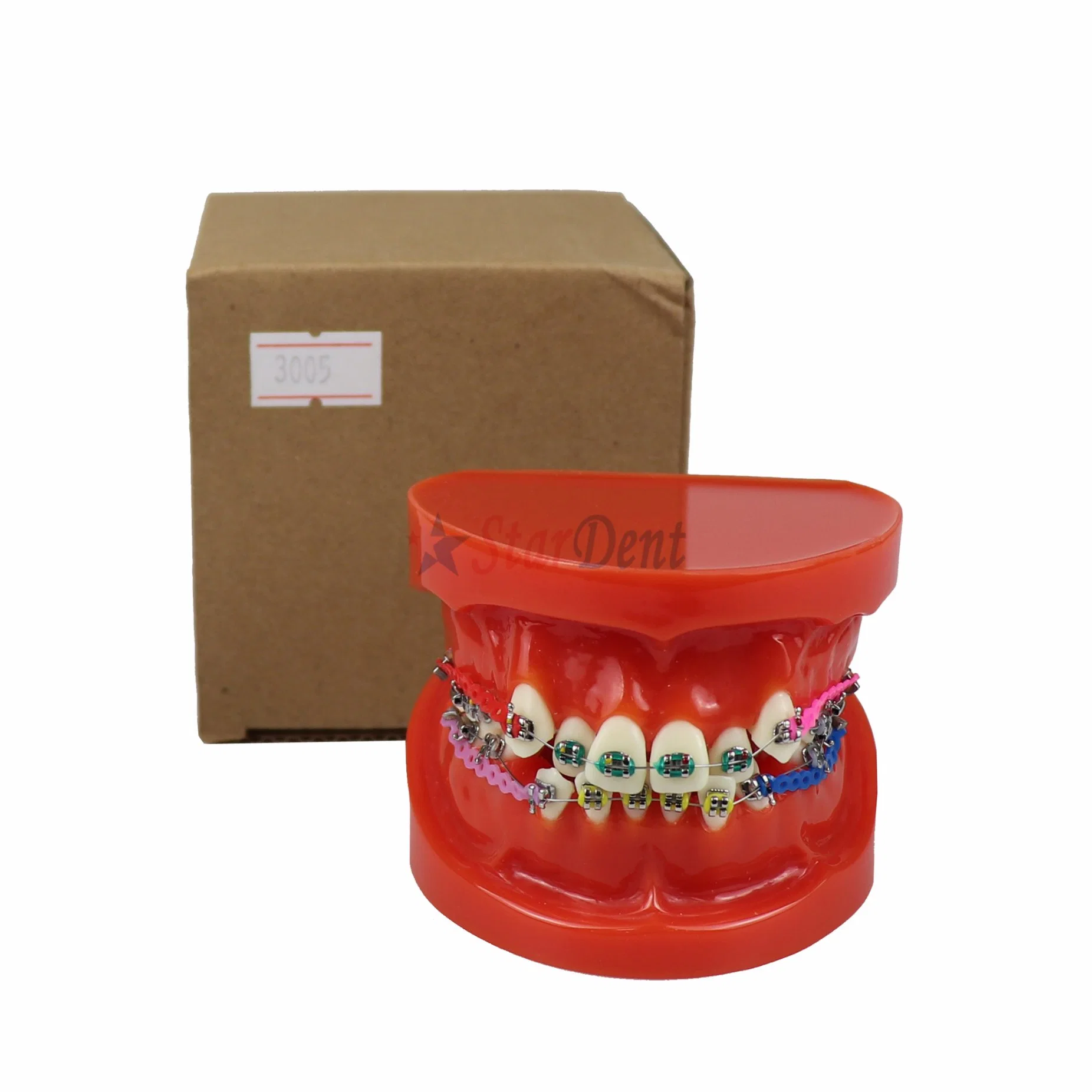 Dental Supply Demonstration Teeth Orthodontic Model with Bracket for Patient Studying