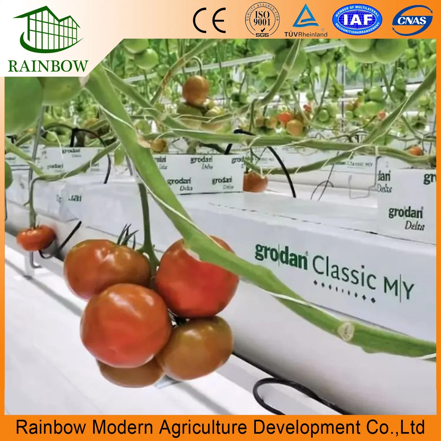 Multi-Span Plastic Agriculture Tomato Greenhouse