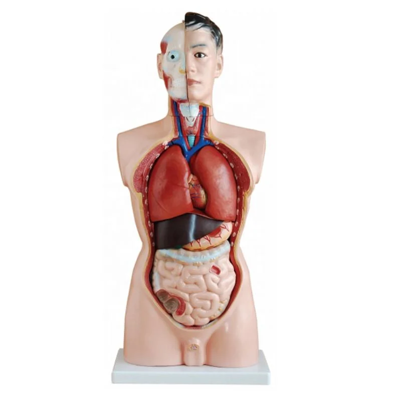 Modelo de Educación Escolar Unisex Human Torso 40 Parts Human Anatomical Modelo