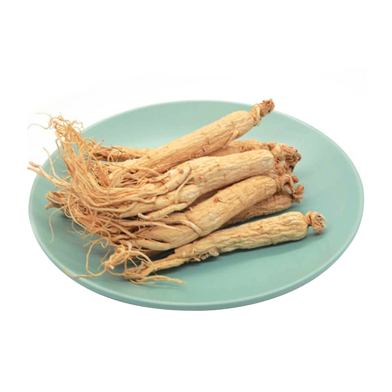 High Grade Fresh American Ginseng Panax Ginseng Korean Red Ginseng Root