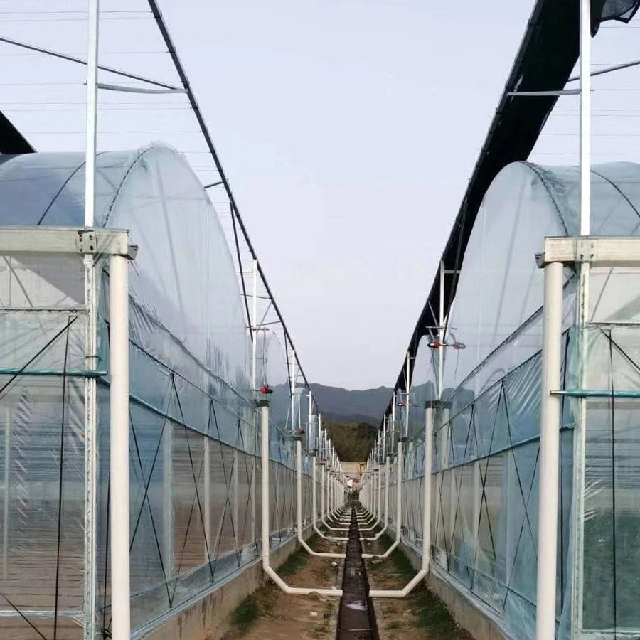 Proffessional Arch Multi-Span Tunnel Greenhouse for Strawberry