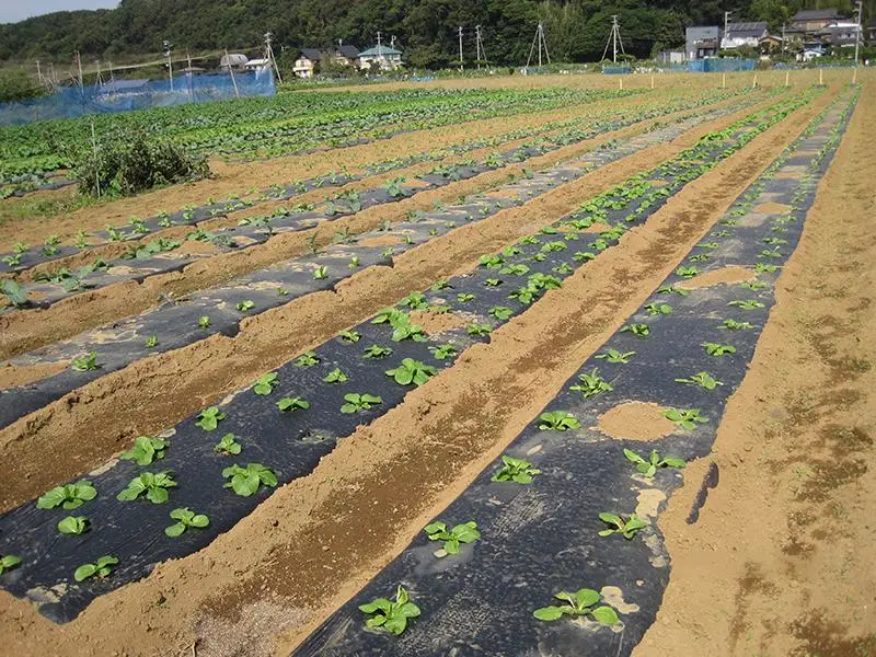 El pajote degradables película para la agricultura de cultivos de hortalizas los campos de arroz