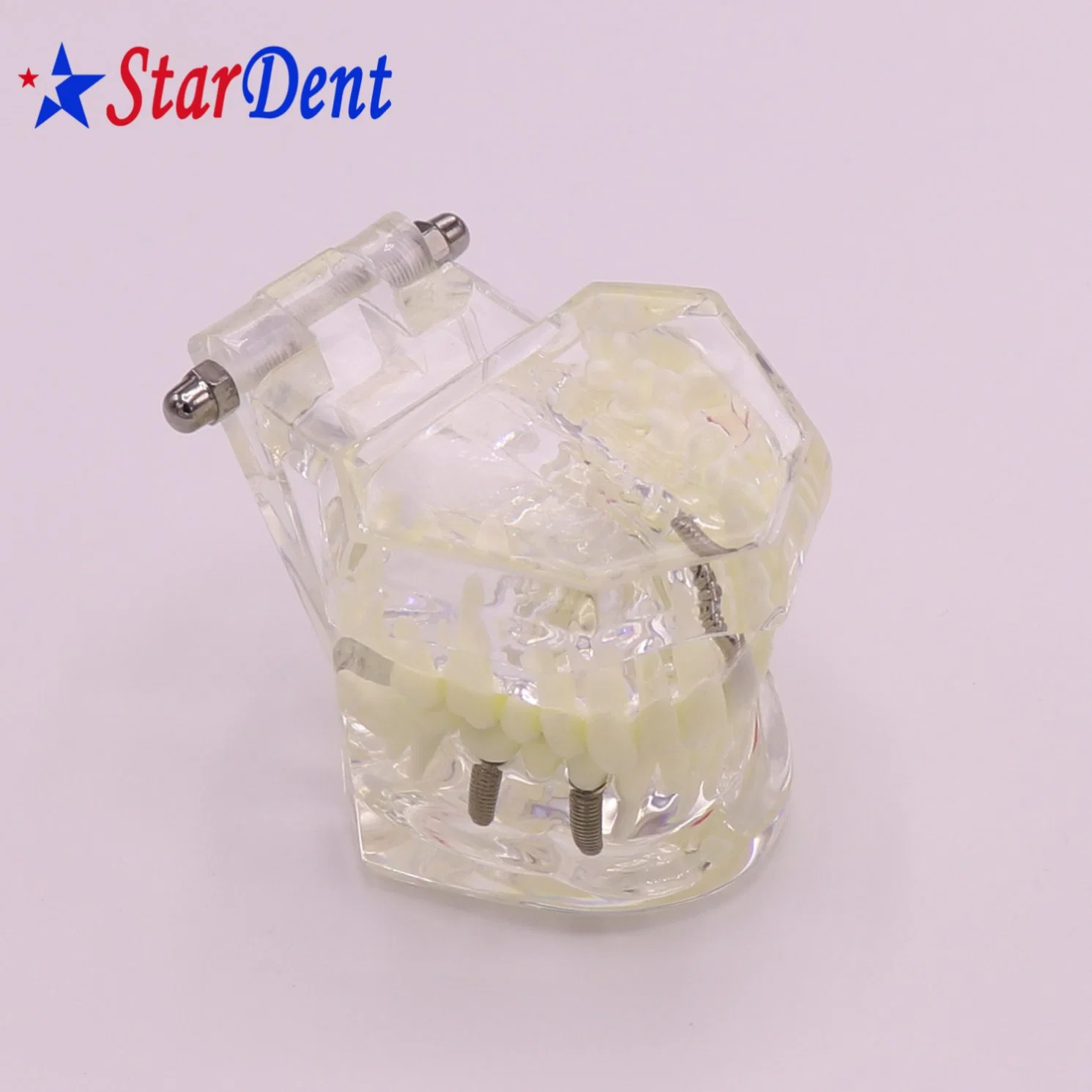 Transparent Adult Pathology Dental Model, Dental Teaching Model Teeth Model