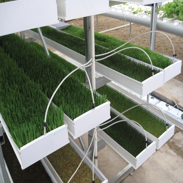 Tabuleiro de cevada hidropônico para forragem tabuleiros de sementeira para o cultivo de erva-trigo Microgreens