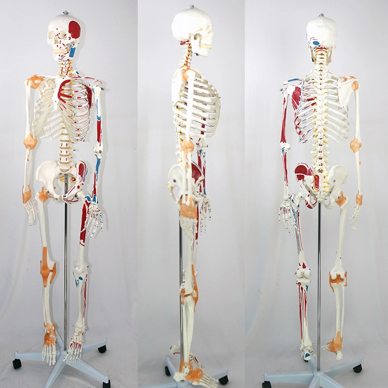 Medical Teaching Models Human Adult Skeleton 170cm Human Skeleton of PVC