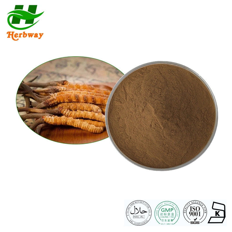 Herbway Herbal Extract Cordyceps Sinensis Militaris Extract Polysaccharides Botanical Extract Cordyceps Extract