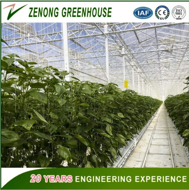 Multi-Span Hot Galvanized Steel Structure PC/Glass Greenhouse for Agriculture/Cultivation/Planting Vegetables