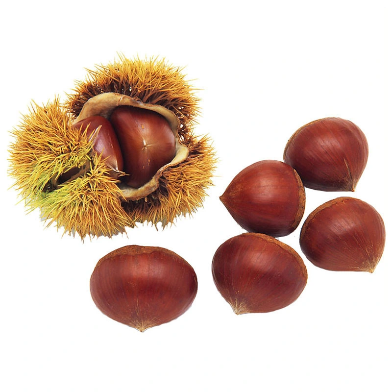 New Crop Fresh Big Size 30-40mm Dandong Chestnut Discount