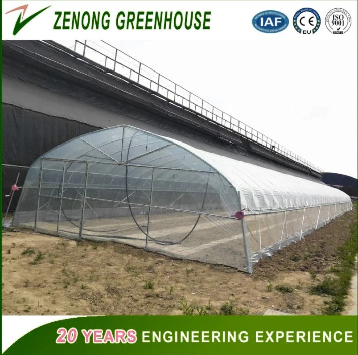 Low Cost Hot Sale Agricultural/Commercial Film Greenhouse for Flowers/Vegetables/Fruits Planting.