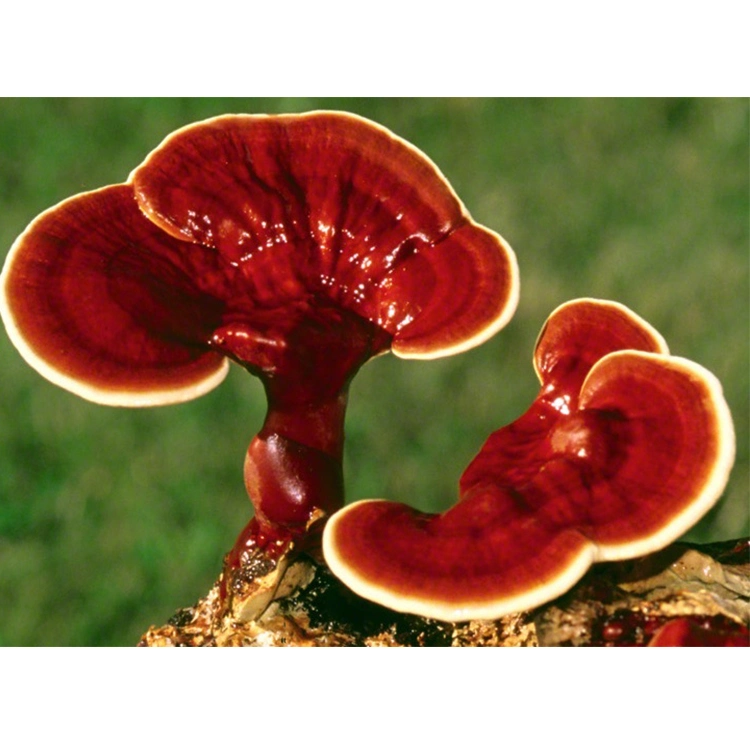 بيع ساخنة Lingzhi Mushroom Herbal Tea Ganoderma Lucidum Extract Reishi مسحوق استخراج الفطر